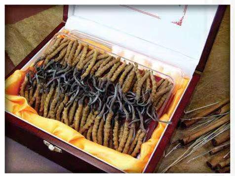 南雄冬虫夏草回收?